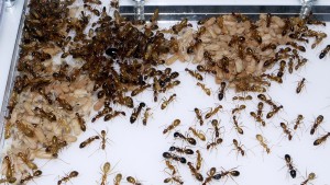 Camponotus pseudoirritans - Couvain 1, [Blog] Camponotus cf. pseudoirritans