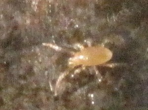 photo 2, Identification de créatures minuscules...