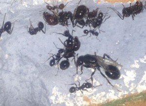 Castes chez Messor, [Blog] Les Messor barbarus de raphael35