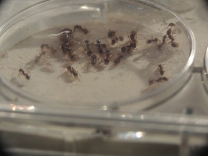 Aphaenogaster subterranea 1, 