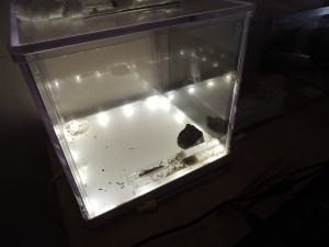 Messor capitatus ADC éclairée, [Blog] Messor capitatus