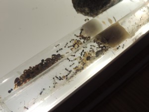 Messor capitatus, [Blog] Messor capitatus