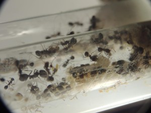 Messor capitatus, [Blog] Messor capitatus