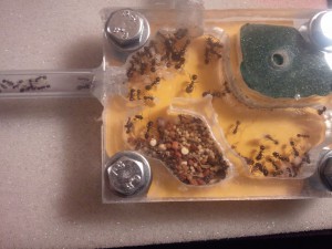 00, [Blog] Les colonies de PasPayer