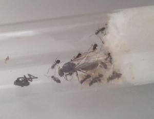 05, [Blog] Les colonies de PasPayer