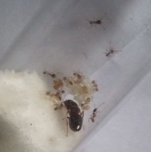 07, [Blog] Les colonies de PasPayer