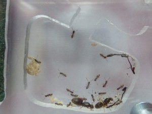 Mes Lasius brunneus dans leur nouveau nid., **FIN** [Blog] Essai oligogyne Lasius brunneus.