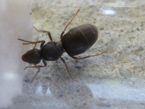 La gyne Lasius sp noire seul., [Blog] Essai Cohabitation Lasius sp Noire/Commensaux détritivore.