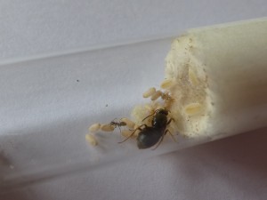 La gyne Lasius sp noire avec ses premières ouvrières et Commensaux., [Blog] Essai Cohabitation Lasius sp Noire/Commensaux détritivore.