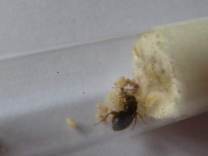 La gyne Lasius sp noire avec ses premières ouvrières et Commensaux., [Blog] Essai Cohabitation Lasius sp Noire/Commensaux détritivore.