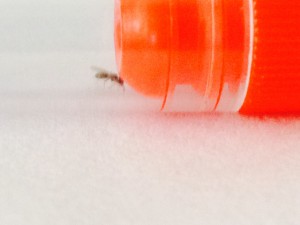 Vue de profil, [Technomyrmex pallipes] Demande d’identification d’une gyne présumée Pheidole sp.