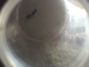 Vue, [Technomyrmex pallipes] Demande d’identification d’une gyne présumée Pheidole sp.