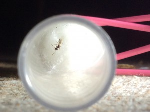 Vue, [Technomyrmex pallipes] Demande d’identification d’une gyne présumée Pheidole sp.