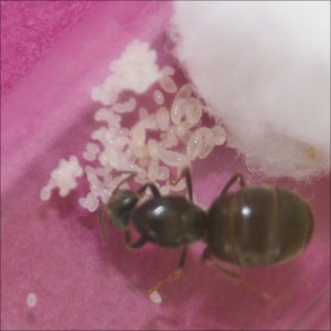 Gyne N°1 - 11/08/2014<br />Oeufs et larves., [Débutante] Ma première fondation : Lasius ?