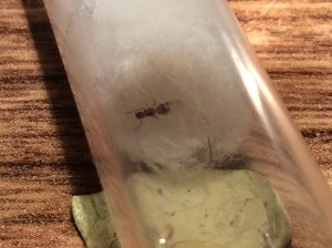 Une photo, ***Fin*** [Blog] Les Solenopsis mameti à Lucky1508