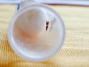 Une gyne Solenopsis mameti dans son tube à essai, ***Fin*** [Blog] Les Solenopsis mameti à Lucky1508