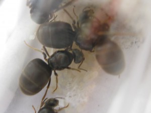 Colonie n°5, Gradient de pléométrose chez des Lasius sp noires