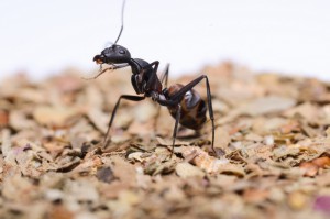 [Blog] Camponotus cruentatus (Nicoolas), DSC_4535.jpg
