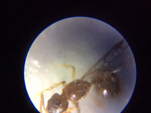 Une reine Solenopsis mameti vu au microscope. Grossisement X1600, Mon nouvel achat