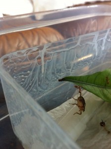 Petit grillon de bienvenue, Arbre à tubes pour Oecophylla