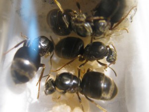 Colonie n°5, Gradient de pléométrose chez des Lasius sp noires