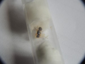 Pheidole pallidula en fondation, [Blog] Messor capitatus