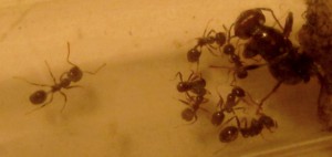 photo 1, [Blog] Mon blog sur mes Messor barbarus (encore un) !