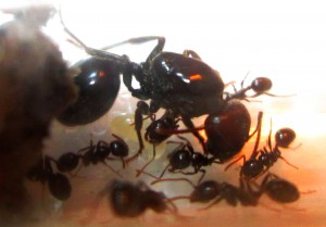 photo 2, [Blog] Mon blog sur mes Messor barbarus (encore un) !