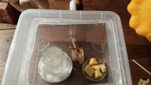 la fourmilière, Elevage facile