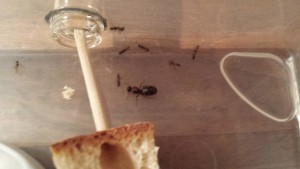 La reine =), Elevage facile