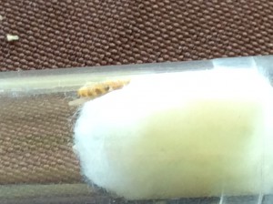 Une autre photo, [Plagiolepis alluaudi] Demande d’identification d’une gyne (île de la Réunion)