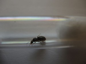 Vue de profil, [Lasius sp noire] Identification de ma première gyne .