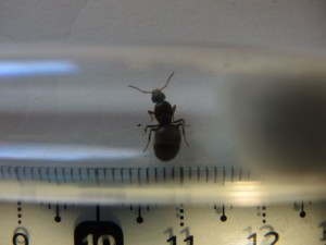Vue de dos., [Lasius sp noire] Identification de ma première gyne .