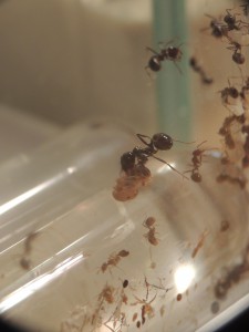 Messor capitatus et couvain, [Blog] Messor capitatus