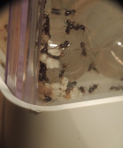 Messor capitatus et couvain, [Blog] Messor capitatus