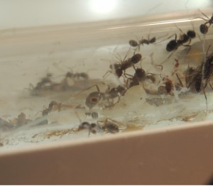 Messor capitatus - Nymphe de major, [Blog] Messor capitatus