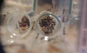 Messor capitatus, [Blog] Messor capitatus