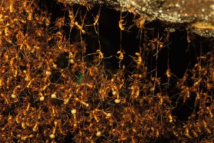 Nid de fourmis Légionnaires (Eciton sp), Des fourmis solidaires !
