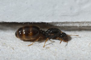 Photo pour test...., Vos problèmes liés à l'utilisation du site : bug...