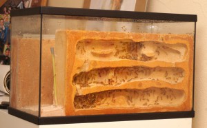 nid BC des Camponotus sanctus, [Blog] Camponotus africaines, sanctus et sp d'Afrique de l'est