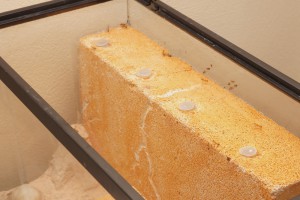 système d'humidification sur le haut du bloc, [Blog] Camponotus africaines, sanctus et sp d'Afrique de l'est