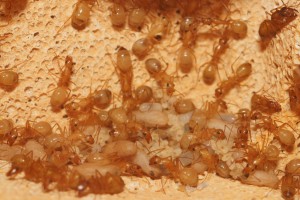 Une partie du couvain, [Blog] Camponotus africaines, sanctus et sp d'Afrique de l'est