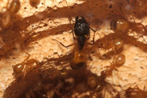 major Camponotus sanctus, [Blog] Camponotus africaines, sanctus et sp d'Afrique de l'est