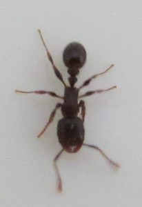 ID Ouvrière de dessus, [Tetramorium sp.] Gyne et ouvrière à identifier