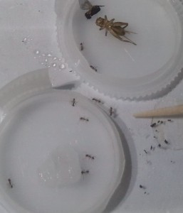 vo, [Blog] Les colonies de PasPayer