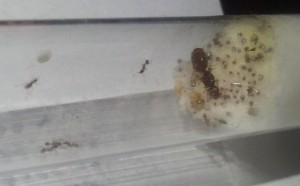 tube1, [Blog] Les colonies de PasPayer