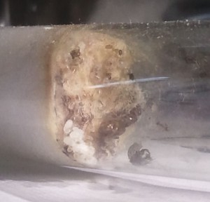 tube 2, [Blog] Les colonies de PasPayer