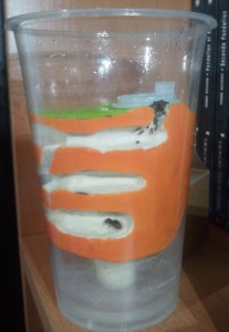 chasse, [Blog] Les colonies de PasPayer