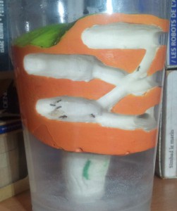 couvain, [Blog] Les colonies de PasPayer