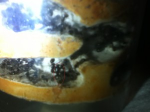 Photo 1, Création d'une colonie Hybride (deux espèces)